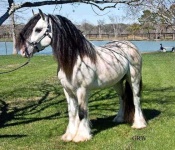 image of animal