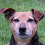 image of animal