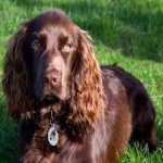 image of animal