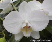 image of moon_orchid #30