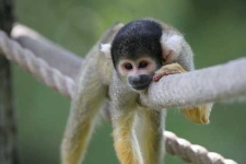 image of squirrel_monkey