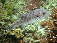 image of puffer