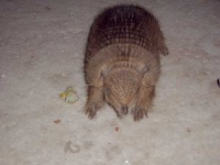 image of armadillo