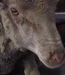 image of animal