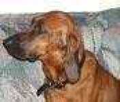 image of redbone