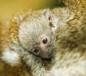 image of titi