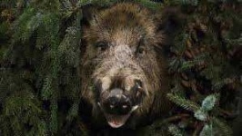 image of boar #23