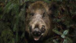 image of animal
