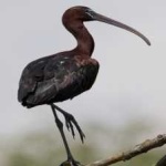 image of bird