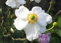 image of flower