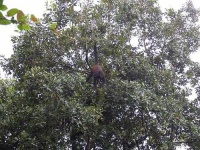 image of spider_monkey