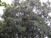 image of spider_monkey #13