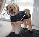 image of tibetan_terrier