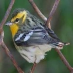 image of bird