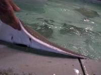 image of stingray