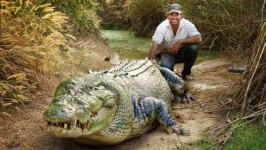 image of crocodile