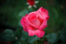 image of flower
