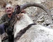 image of ibex