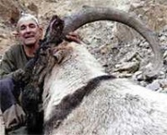 image of ibex #34