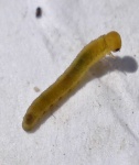 image of animal
