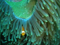 image of anemone_fish