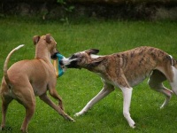 image of whippet #21