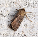 image of animal
