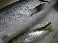image of coho