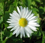 image of flower