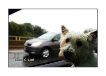 image of west_highland_white_terrier