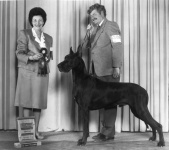 image of great_dane