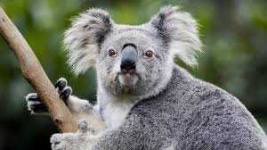 image of koala #31