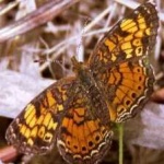 image of animal