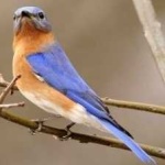 image of bird