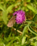 image of ringlet