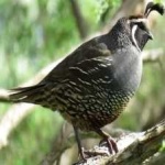 image of bird