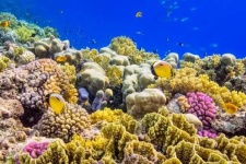 image of reef
