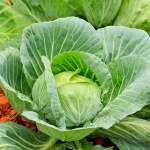 image of cabbage #28