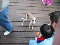 image of italian_greyhound