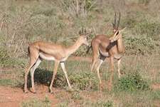 image of gazelle