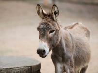 image of donkey #16