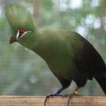 guinea_turaco