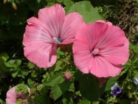 image of flower