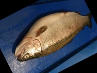 image of fish