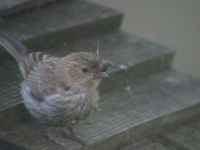 image of house_finch