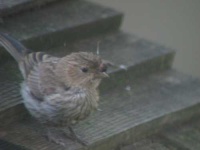 image of house_finch #27