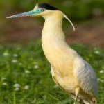 image of bird