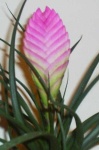 image of flower