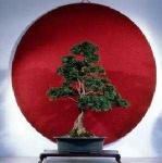 image of bonsai #17