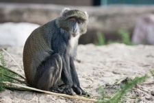 image of guenon